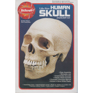 Human skull 1/1 scale, Skilcraft